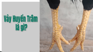 Vảy Gà Huyền Trâm: Linh Kê Đẳng Cấp Trong Giới Chọi Gà