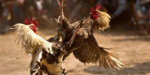 Luật đá gà cựa sắt hiện nay: Các quy định quan trọng và lưu ý