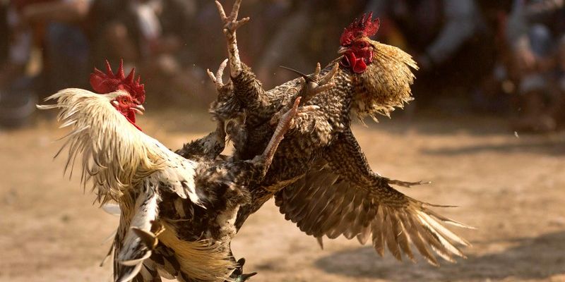 Tìm Hiểu Luật Đá Gà Cựa Sắt - Quy Định và Tiêu Chuẩn Thi Đấu Luật đá gà cựa sắt hiện nay: Các quy định quan trọng và lưu ý