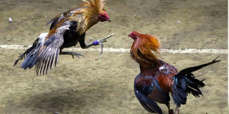 Tìm Hiểu Luật Đá Gà Cựa Sắt - Quy Định và Tiêu Chuẩn Thi Đấu Luật Đá gà cựa sắt: Cuộc chiến nảy lửa của những chiến kê đẳng cấp