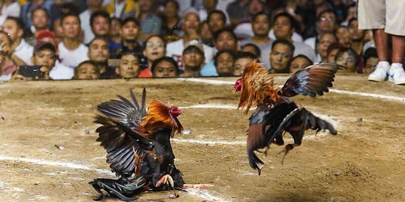 Tìm Hiểu Luật Đá Gà Cựa Sắt - Quy Định và Tiêu Chuẩn Thi Đấu Đánh giá luật đá gà cựa sắt: Những quy định chi tiết cần biết